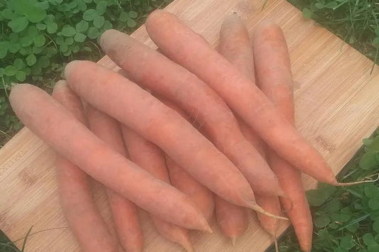 Marchew EKO 1 kg